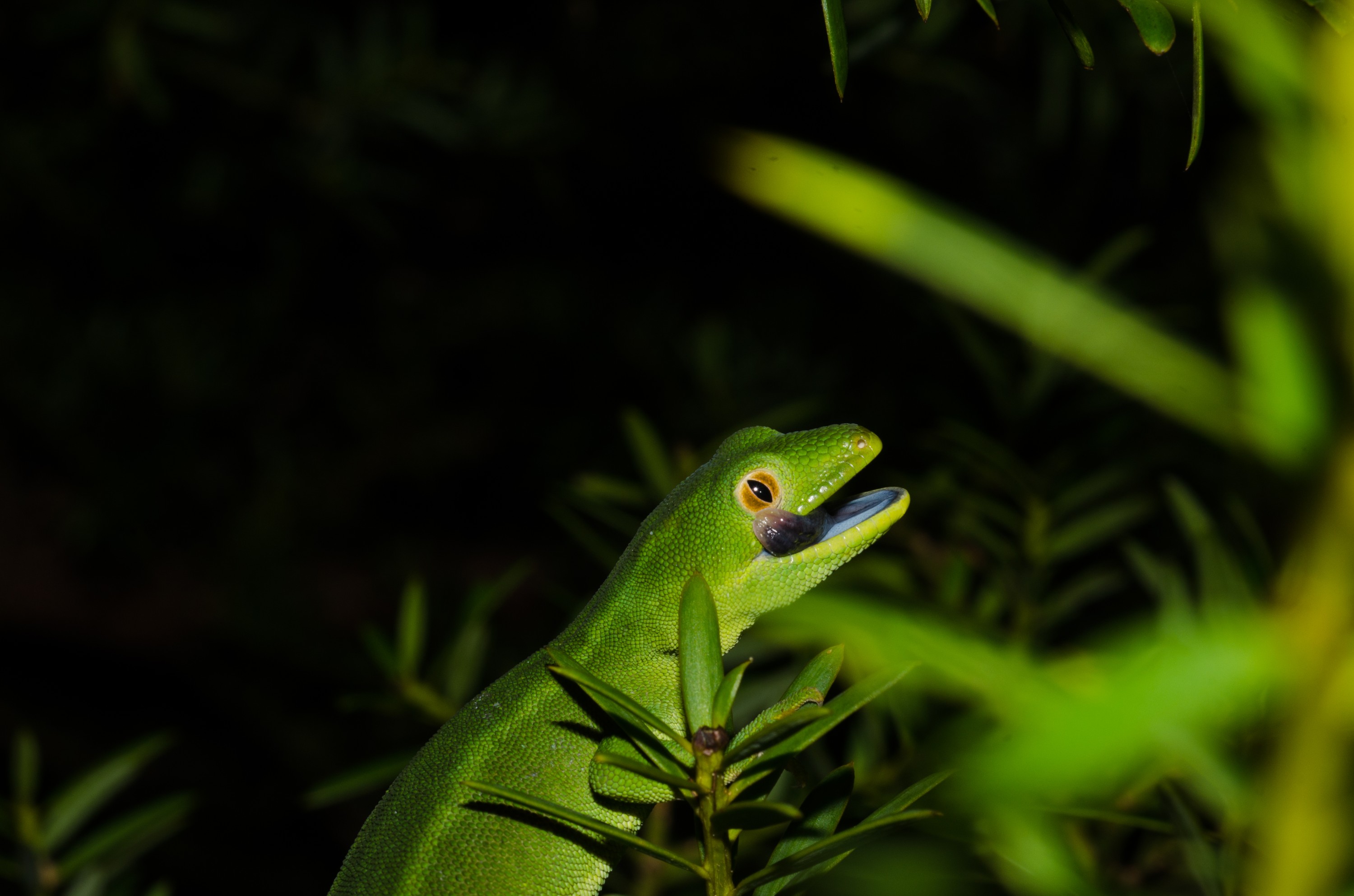 DSC_0018 – Auckland, green, gecko, Naultinus, elegans, elegans, home, lizard, Crispin, reptiles, amphibians, rare, cold, blood, new, new zealand, zealand, nz